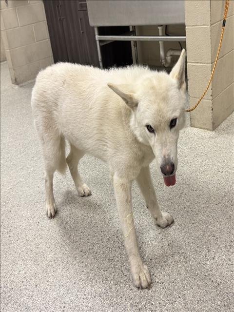 HELO - German Shepherd Dog available for adoption