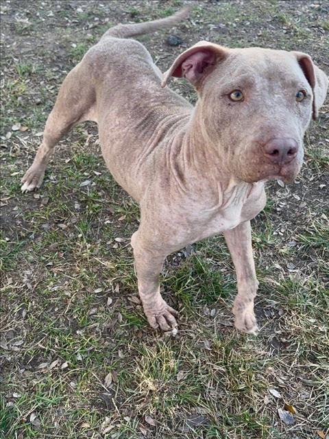 LYANNA - Pit Bull Terrier available for adoption