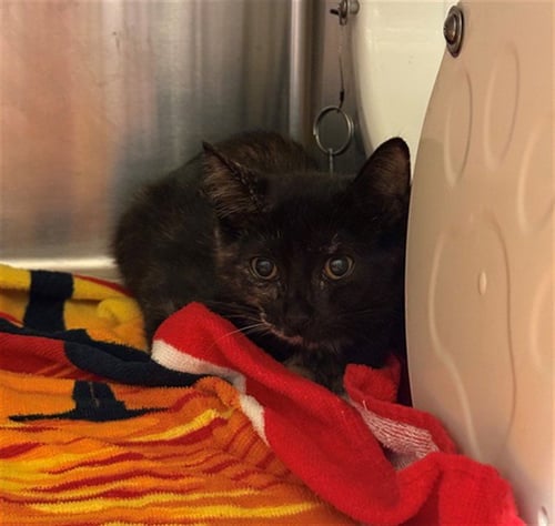 BANANA - Domestic Short Hair available for adoption