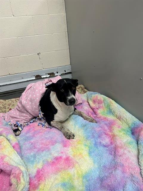 SALLY - Border Collie available for adoption