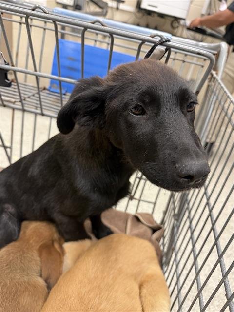 MIA - Labrador Retriever available for adoption