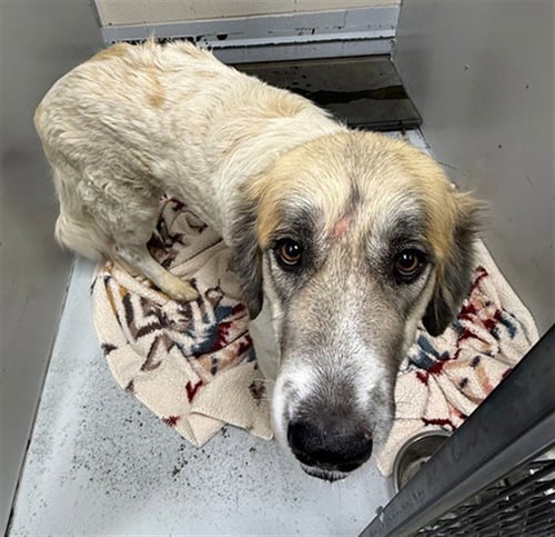 LYRIC - Anatolian Shepherd available for adoption