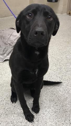 APOLLO - Labrador Retriever available for adoption