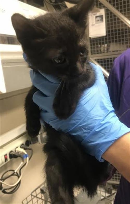 OSCAR - Domestic Short Hair available for adoption