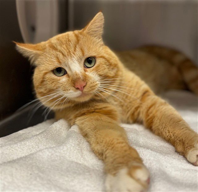 A424508 - Domestic Short Hair available for adoption