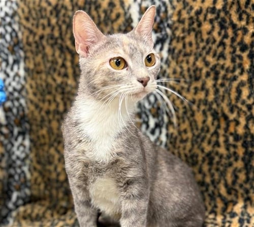 ANNIE - Domestic Short Hair available for adoption