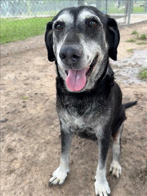 SUGAR - Labrador Retriever available for adoption
