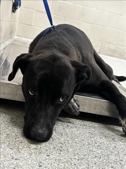 SOPHIA - Pit Bull Terrier available for adoption