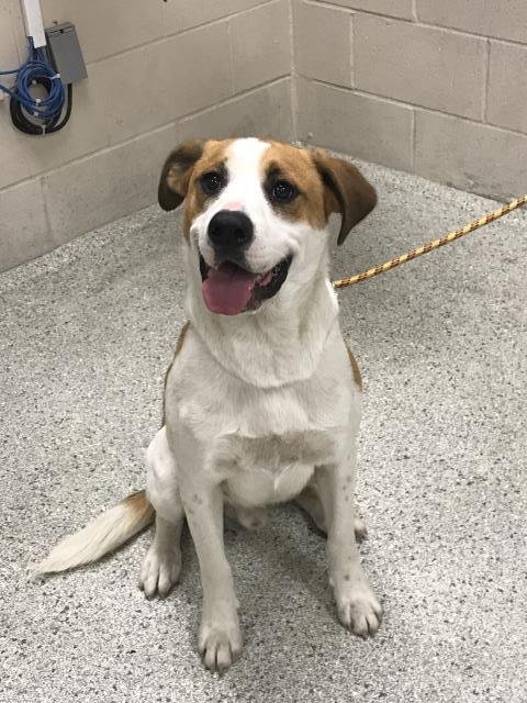 ANDERSON - Pit Bull Terrier available for adoption