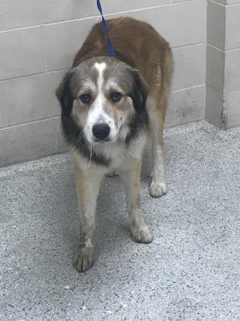 RIVER - Anatolian Shepherd / Husky available for adoption