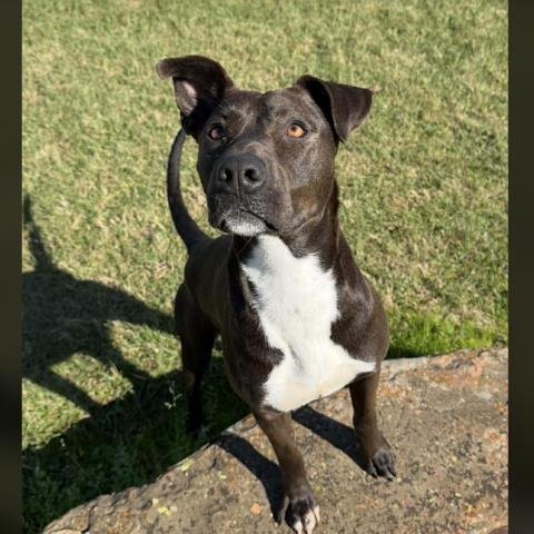 CECILIA - Labrador Retriever / Blue Lacy available for adoption