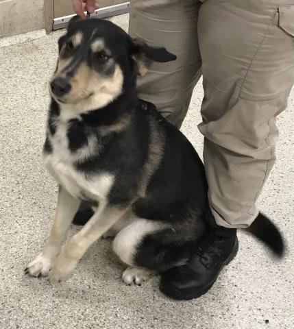 BLAIR - Husky available for adoption