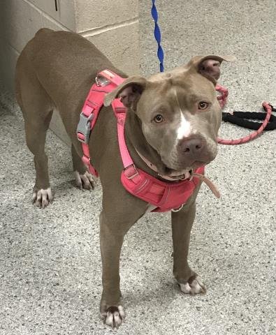 FRANKIE - American Pit Bull Terrier available for adoption