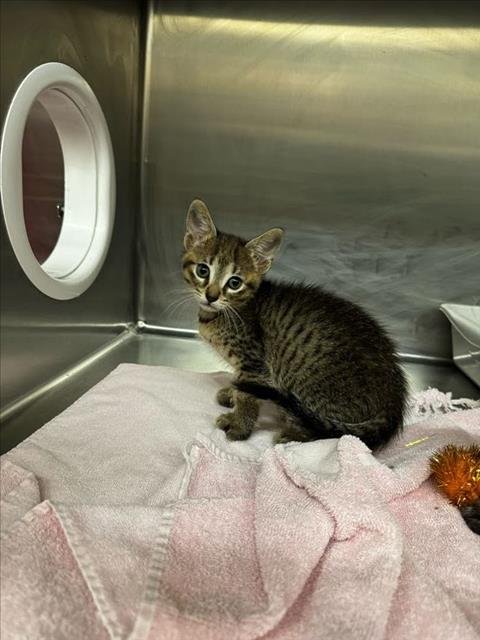 A427638 - Domestic Short Hair available for adoption