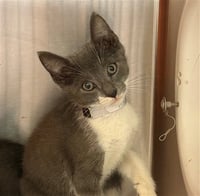 KODA - Photo 1