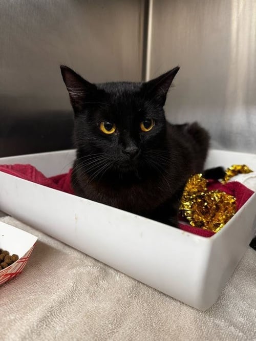 JUNIPER - Domestic Short Hair for adoption in The Woodlands