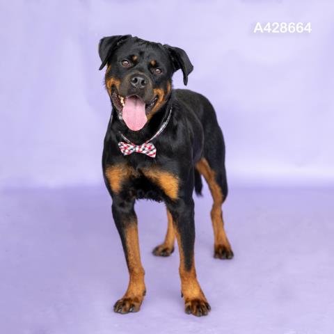 BUCKY - Rottweiler available for adoption