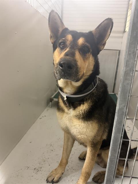 NACHO - German Shepherd Dog available for adoption