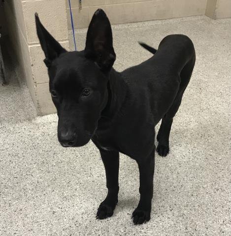 CLEM - German Shepherd Dog available for adoption