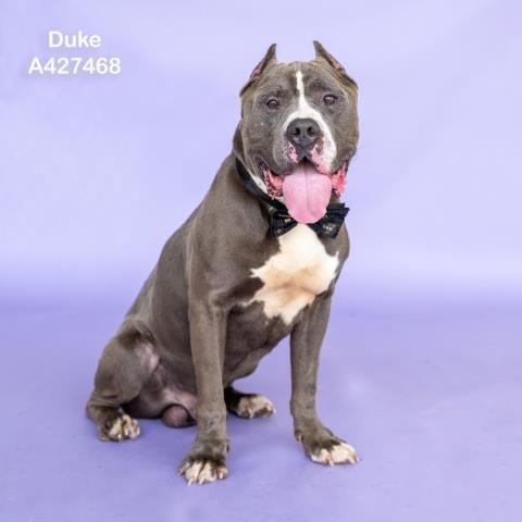 DUKE - Pit Bull Terrier available for adoption