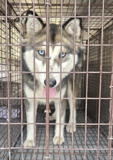 FERGIE - Siberian Husky available for adoption