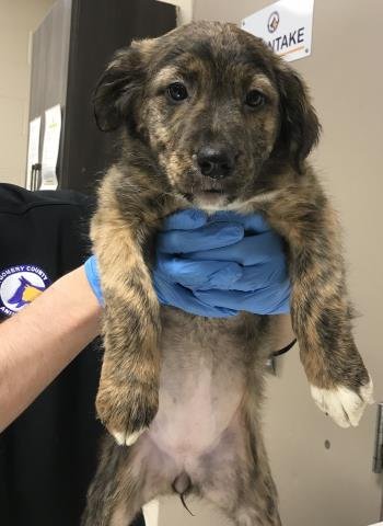 A424828 - German Shepherd Dog available for adoption