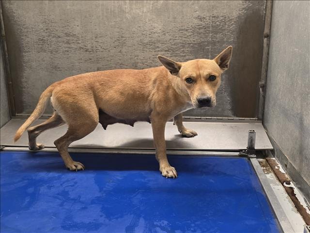 JOAN - German Shepherd Dog available for adoption