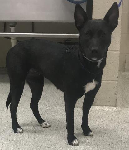 A429868 - Belgian Shepherd Malinois / Pit Bull Terrier available for adoption