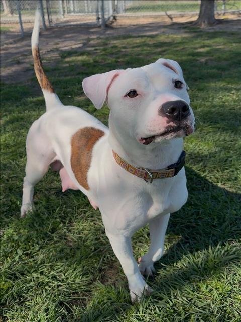 AVALON - Pit Bull Terrier available for adoption