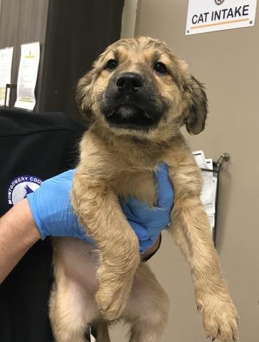 A424827 - German Shepherd Dog available for adoption