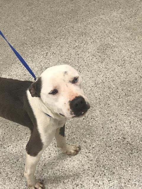 RED - American Staffordshire Terrier available for adoption