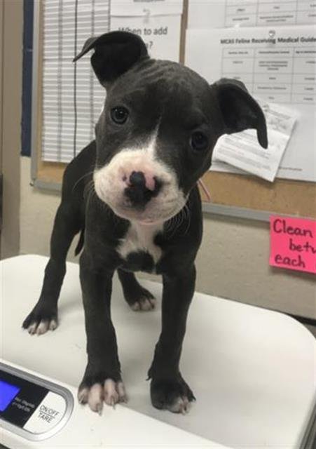 CHOCO - American Pit Bull Terrier available for adoption