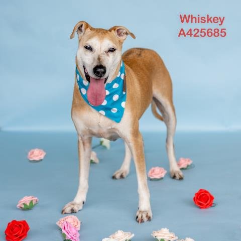 WHISKEY - Labrador Retriever available for adoption