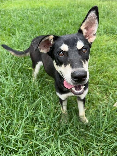 PRESTON - German Shepherd Dog available for adoption