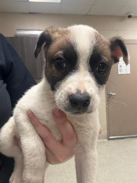 AMARI - Anatolian Shepherd available for adoption