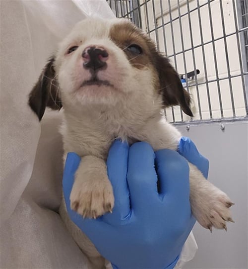 A427775 - Border Collie available for adoption