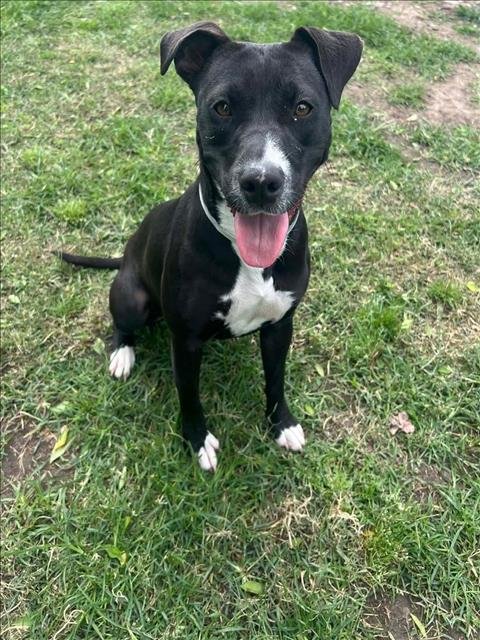 SOCKS - American Pit Bull Terrier available for adoption