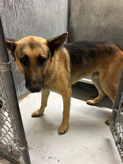 NOLAN - German Shepherd Dog available for adoption