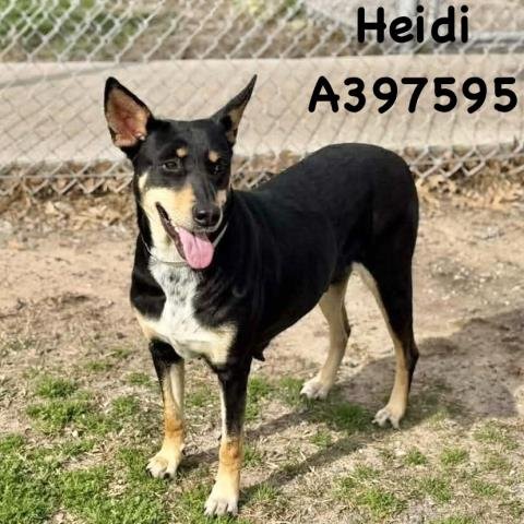 HEIDI - Australian Kelpie available for adoption