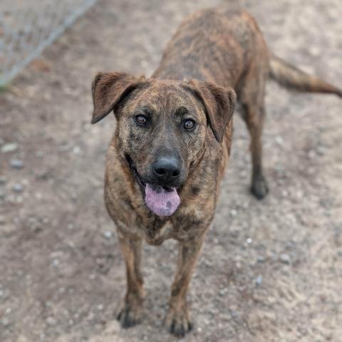 DAHLIA - Labrador Retriever available for adoption
