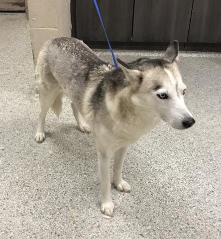 A424510 - Siberian Husky available for adoption