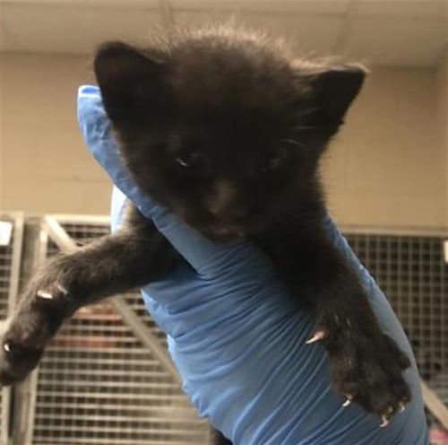 REGIS - Domestic Short Hair available for adoption