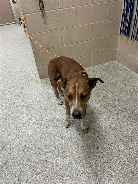 A424803 - American Pit Bull Terrier available for adoption