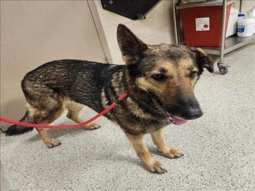 TIPPY - German Shepherd Dog available for adoption
