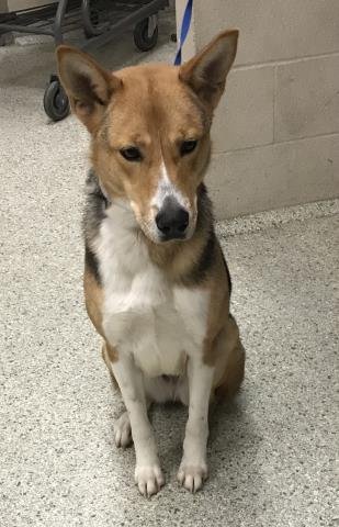 JACKIE - Akita / German Shepherd Dog available for adoption