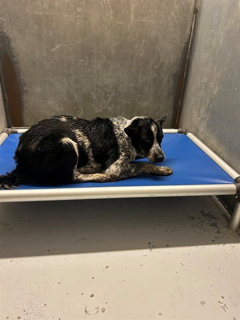 CALVIN - Australian Cattle Dog/Blue Heeler available for adoption
