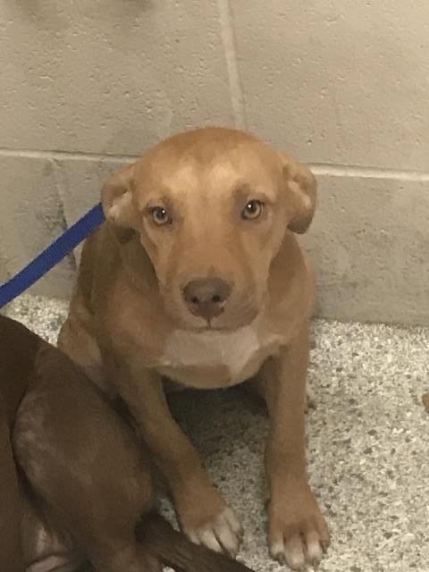 A429813 - Labrador Retriever available for adoption
