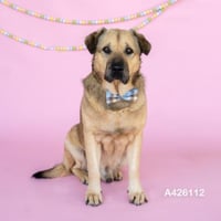 CARSON - Photo 1
