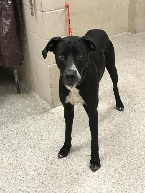 A424710 - Great Dane available for adoption