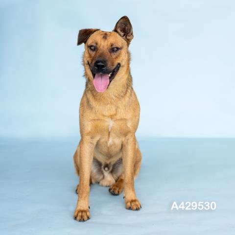 BECKHAM - Black Mouth Cur available for adoption